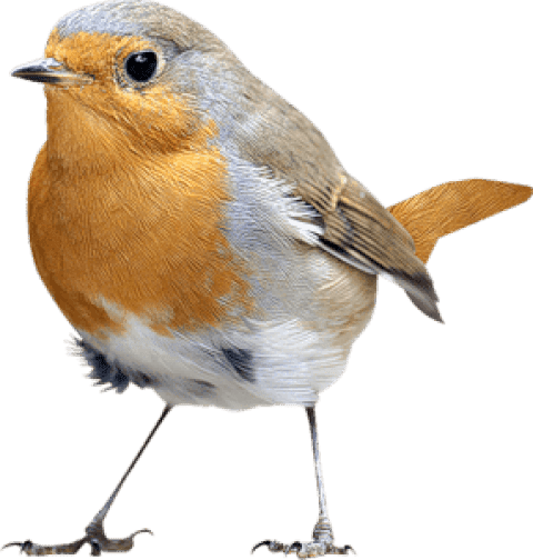 312-3127453_free-png-birds-png-images-transparent-robin-bird-1536609502