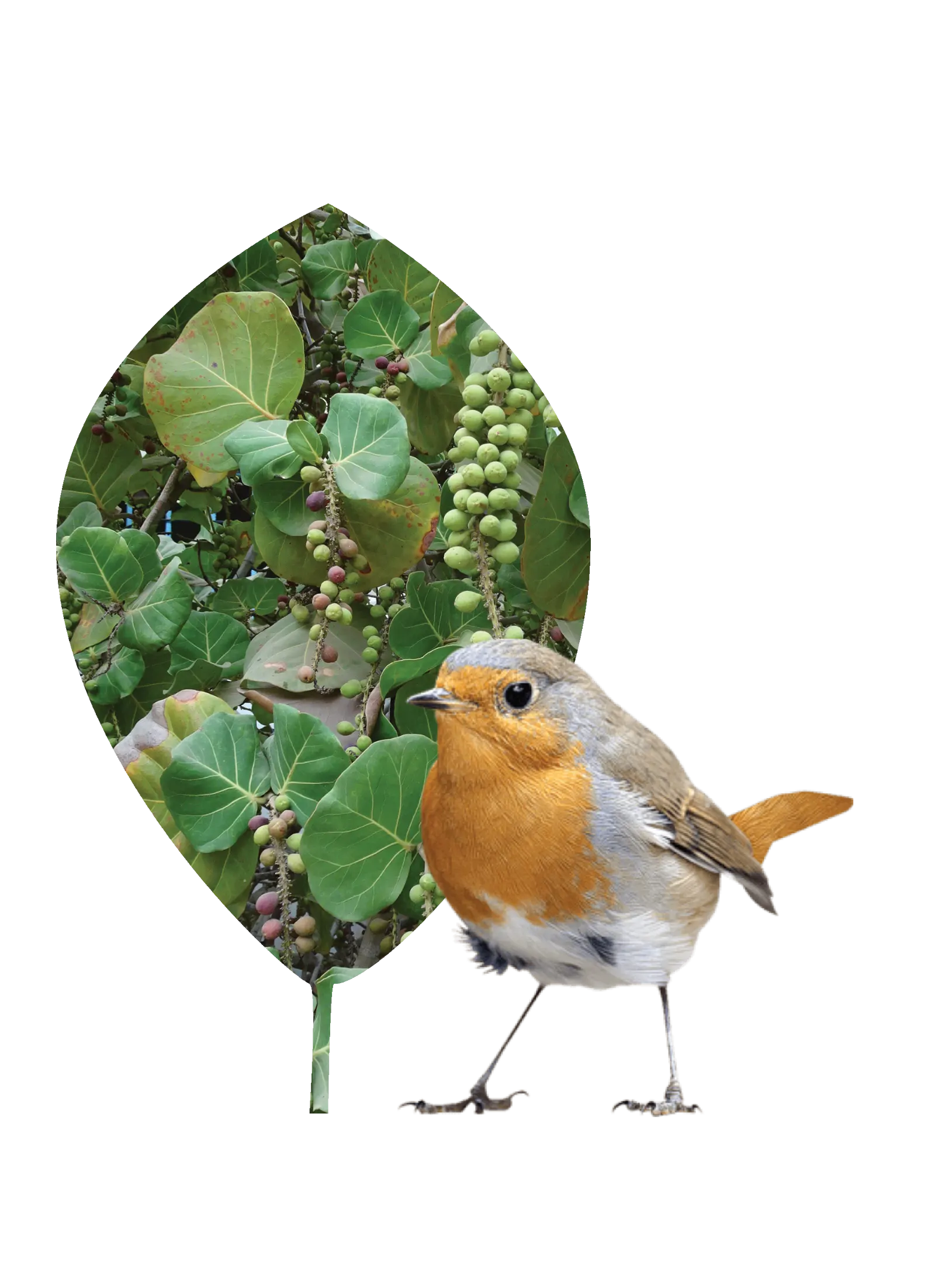 WG25web-leaf01-bird